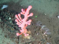 Deep sea coral (Paragorgia arborea pacifica) Image