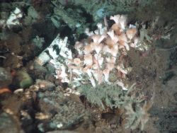 Deep sea coral (Lophelia pertusa). Image