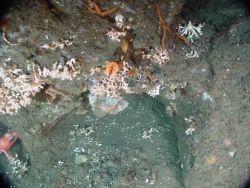 White species is deep sea coral (Lophelia pertusa) while peach colored cup coral is Desmophyllum sp. Image