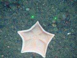 A white sea star Image