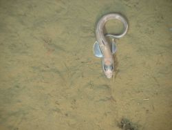 Rat-tailed fish Image