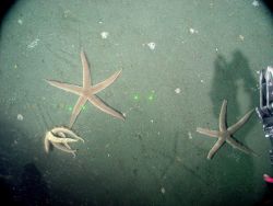 Luidia foliolata, a predatory sea star that feeds on bivalves, sea cucumbers and brittle stars among other things, makes an imprint in the sand, like  Image