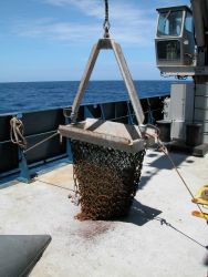 Chain dredge on deck prior to deployment Image