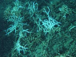 A lophelia colony. Image