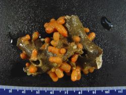 A colony of orange zooanthids Image