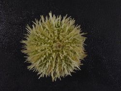 A sea urchin Image