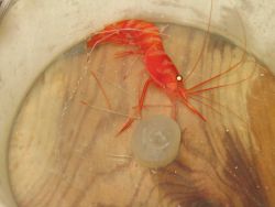 A bright red deep sea shrimp Image