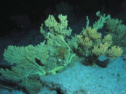 Large gold coral bushes Image