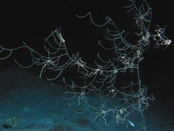 Squat Lobster, Gastroptychus spinifer, on a sea whip. Image