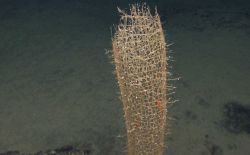 A glass sponge with red shrimp Image