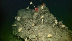 Crinoids, sea lilies, Image