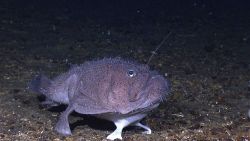 A goosefish perched on the bottom. Image