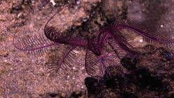 A stunning purple Sea Lily filters the current for food. Image