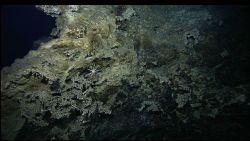 A large pencil urchin and gray corals which blend in with the underlying rock color. Image