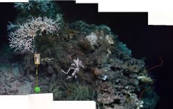 A forward looking mosaic of the coral community at Marker F at 550m depth, including colonies of the white scleractinian coral Lophelia pertusa, whip  Image