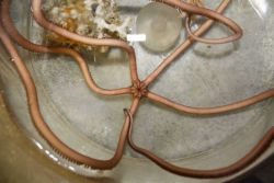 A long-armed brittle star. Image