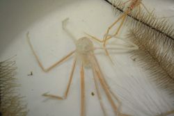 A long-legged squat lobster Image