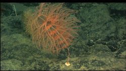 A beautiful spiraling Iridigorgia sp Image