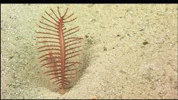 A sea pen shares a pit with a shrimp Image