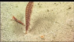 A sea pen shares a pit with a shrimp Image