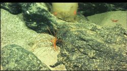 A pycnogonid sea spider Image