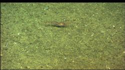 A red-banded shrimp on the seafloor. Image