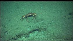 A crab on a rock outcrop. Image