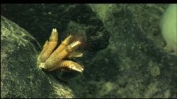 Large gooseneck barnacles. Image