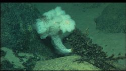 A fantastically shaped white sponge with a cranberry crinoid. Image