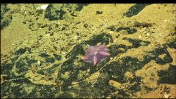 A translucent purple brown sea star Image