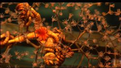 A brittle star on a parasol coral, Metallogorgia sp. Image