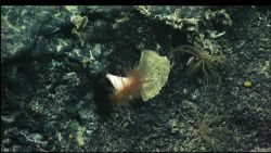 A small Desmophyllum cup coral (scleractinian) growing off a boulder Image