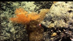 A colony of the bamboo coral Acanella (orange colored bush) shares a large rocky outcrop with other suspension feeders including a sponge, a yellow se Image