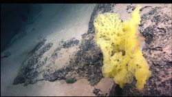 A beautiful yellow sponge on a black rock outcrop. Image