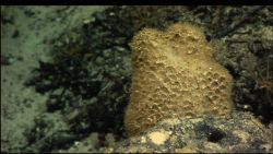 A sponge at 1600 meters depth Image