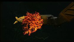 Sampling arm of ROV grasps a Paragorgia coral sample. Image