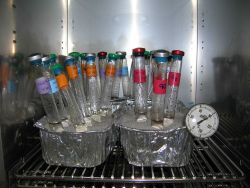 Samples collected in the vicinity of hydrothermal vents are incubated at 90 degrees Celsius (195 F), almost boiling temperature, in an attempt to grow Image