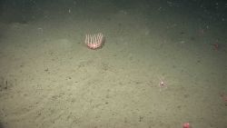 A birsingid starfish with legs upraised. Image