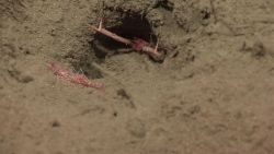 Shrimp with inhospitable squat lobster barring entrance to its burrow. Image