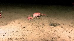 A large red crab on a sand and mud substrate. Image