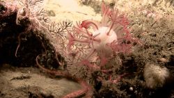 A unique appearing anthomastus coral with polyps extended Image