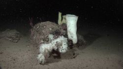 A variety of sponges on a small mound Image