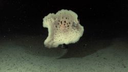 A white sponge with a crab using it for habitat. Image