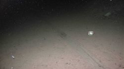 A large scrape mark on the seafloor. Image