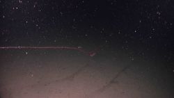 Long siphonophore Image