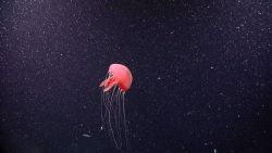 A beautiful pink jellyfish with tentacles extended Image