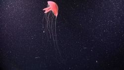 A beautiful pink jellyfish with tentacles extended Image