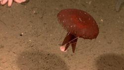 A large red jellyfish with tentacles extended. Image