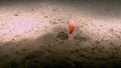 A siphonophore hovering above the bottom. Image