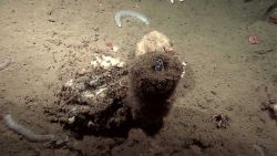 A hagfish protruding from a sponge Image